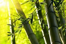 米竹种在家里风水好不好