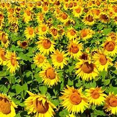 向日葵什么时候开花大概几点