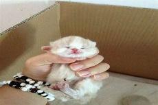 矮脚猫一般腿多长