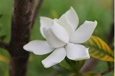 栀子花图片唯美头像