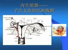 腹部结构图