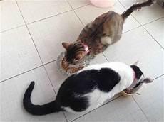 两只猫互相追逐是在玩吗